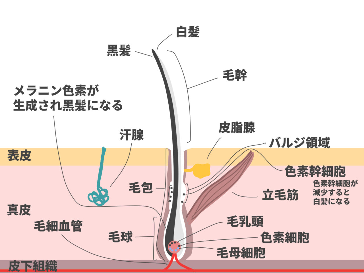 毛根から頭皮までの様子