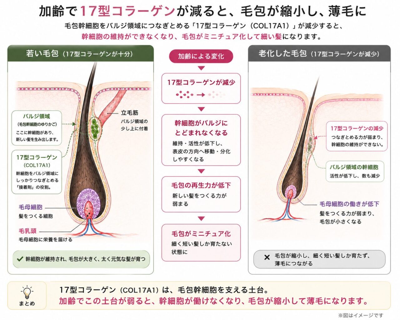17型コラーゲンと毛母幹細胞の話