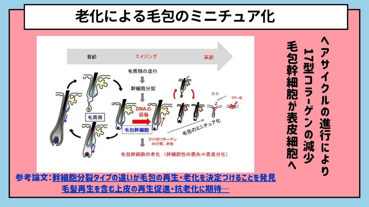 老化による薄毛のメカニズム