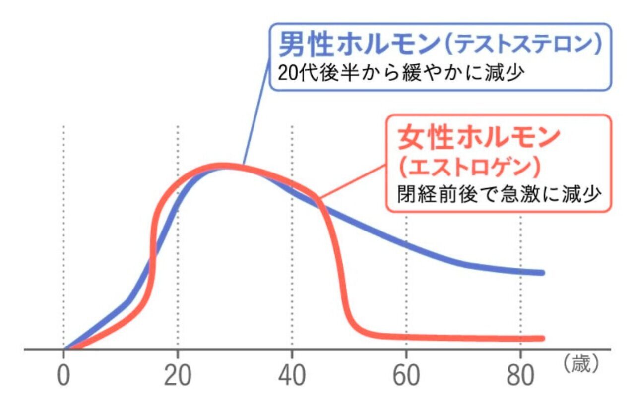 女性ホルモンの推移